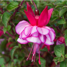 Fuchsia Icy Pink Upright Bush Tray Of 42 Large Plug Plants Brookside Nursery