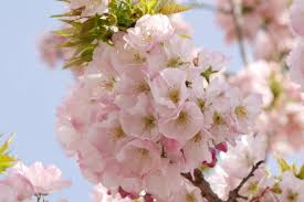 中止】横輪桜まつり｜伊勢志摩のイベントを探す｜伊勢志摩観光ナビ