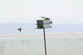Learn how to correctly pot your plant and choose the appropriate soil type. Why Do Purple Martins Have Such Big Houses
