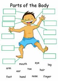 Pictures also help clarify the meanings of vocabulary and language. Body Parts Worksheets And Online Exercises