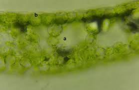 Image result for Wolffiella welwitschii