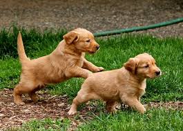 Check spelling or type a new query. New Litters Heads Up Kennels Golden Retriever Dog Breeding And Training