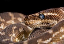 Snake eyes free stock photo. Hd Wallpaper Brown And Gray Snake With Blue Eyes Reptile Animal Rattlesnake Wallpaper Flare