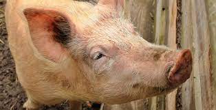 Animales y animales le ofrece fotos de animales, información de animales clasificados de todos los tipos: Cual Es La Relacion Entre El Manejo De Los Animales Y La Calidad De La Carne Certified Humane Latino Bienestar Animal