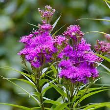 Image result for Vernonia undulata