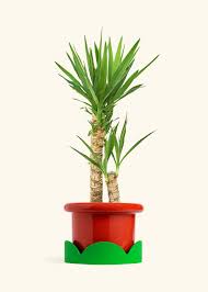 Image result for yucca gigantea en casa