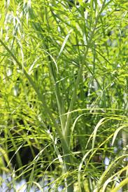 Image result for Chamaecrista plumosa