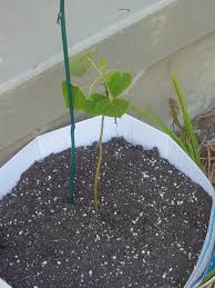 We did not find results for: Paulownia Elongata Royal Empress Tree Questions Trees Forum At Permies