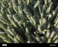 Image result for Euphorbia schinzii