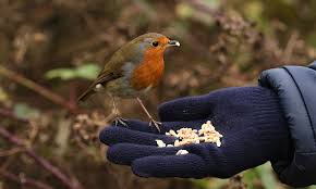Le rouge gorge a une apparence sympathique pourtant, c' est un oiseau très agressifs envers les autres mâles. Nichoir A Rouges Gorges En Bois Semi Ouvert