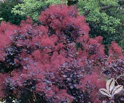 Check spelling or type a new query. Smoke Tree Royal Purple Covingtons
