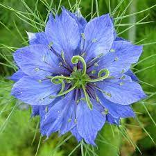 Blue Flower Nigella Unusual Flowers Beautiful Flowers Amazing Flowers