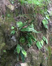 Image result for Elaphoglossum kivuense