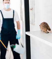 Having a pest problem in your building can wreak devastation on the facility. Rodent Removal Extermination Services Bug Pros