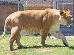 They are the world's largest ligers occur when a male lion breeds with a female tiger. Liger Detailed Information Photos Videos