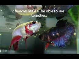 Betta Fish Care Youtube Fish Care Betta Fish Care Betta