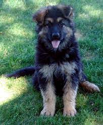 King Shepherd Puppies Cairn Terrier Puppies German Shepherd Puppies Shepherd Puppies
