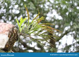 Image result for Pleopeltis macrocarpa