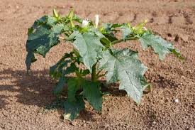Image result for Datura stramonium