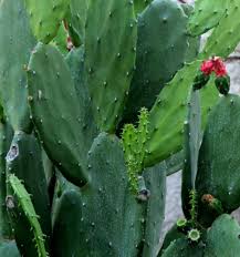 A cactus has no limits in throwing the number of colleagues under the bus but generally singles out 1 certain colleague who is already not in favour. Prickly Pear Opuntiaficus Indica Tuna Island Herbs Spices