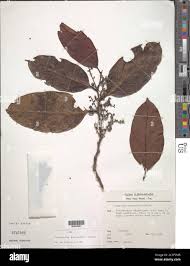 Image result for Metteniusaceae