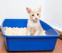 The cost of the litter for your cat is much more than the actual litter you put in the box. How To Train A Kitten To Use A Litterbox