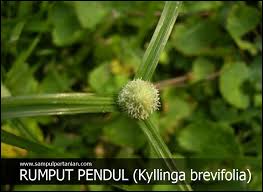 Memotong di tepi penghadang jalan, pagar atau pokok lebih mudah dengan 'edgemax' kerana ia dapat menyalurkan rumput yang telah dikerat terus ke dalam kotak. Macam Macam Gulma Jukut Pendul Atau Rumput Pendul Kyllinga Brevifolia
