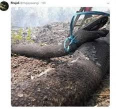 Virall Miris Siraja Ular Piton Yang Ikut Terkena Efek Kebakaran Hutan Kalimantan Kalimantan Pengikut Ular