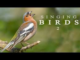 Singing Birds 2 Youtube In 2020 Nature Story Animal Species Birds