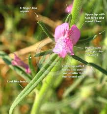 Image result for Misopates