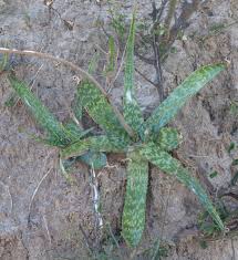 Image result for Aloe welwitschii
