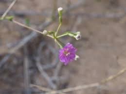 Image result for Commicarpus grandiflorus