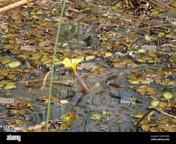 Image result for Ottelia ulvifolia