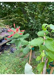 Image result for Lonicera