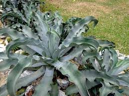 Agave Gypsophila Gypsum Century Plant World Of Succulents Plants Succulents Planting Flowers