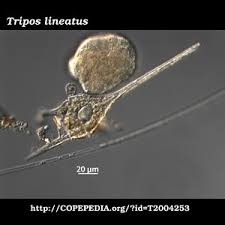 Image result for Trisetopsis