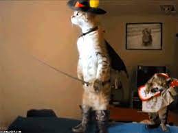 Themetapicture Com Funny Animals Funny Gif Cute Funny Animals