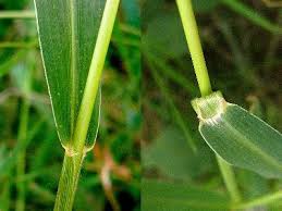 Image result for Setaria viridis