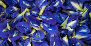 Kacang telang atau butterfly pea merupakan tumbuhan jenis kekacang. 0878 3445 5123 Toko Bunga Telang Supplier Bunga Telang Butterfly Pea Flower Tea Butterfly Pea Flower Pea Flower