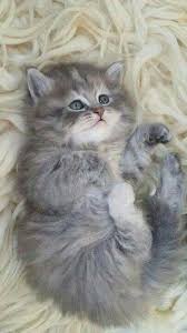 Simpaticissimo Kittens Cutest Super Cute Kittens Cute Cats