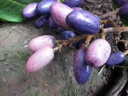 Image result for Pachylobus edulis