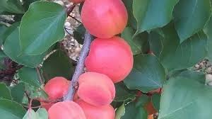 Drome Ardeche Les Producteurs D Abricots En Pleine Crise
