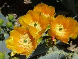 Many cactus species create orange flowers. In Bloom Tohono Chul Tucson Az