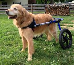how to make a dog wheelchair a