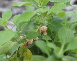 Image result for Withania