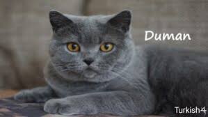Turkiye De Kedi Ve Kopeklere Verilen Isimler Turkish4