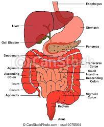 It is important that you learn about the functions of this organ. Digestive System Of Human Body Anatomy Diagram Including All Parts Esophagus Stomach Pancreas Liver Gall Bladder Duodenum Canstock