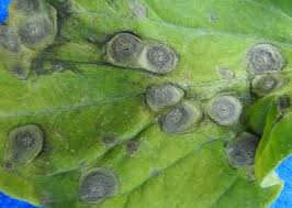 Image result for Septoria leaf spot of tomato