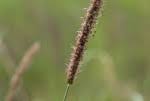 Image result for Setaria lindenbergiana