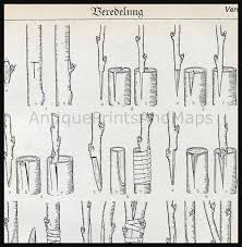 This is because you choose the genetics of the trunk and roots when you select the rootstock. 29 Good Things To Know Ideas Plants Trees To Plant Garden Trees